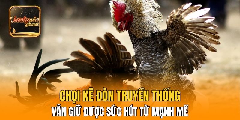 Chọi kê đòn truyền thống vẫn giữ được sức hút từ mạnh mẽ