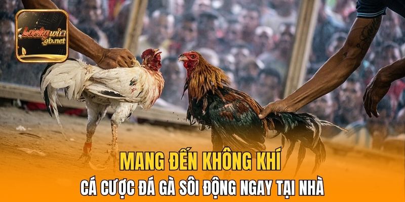 Mang đến không khí cá cược đá gà sôi động ngay tại nhà