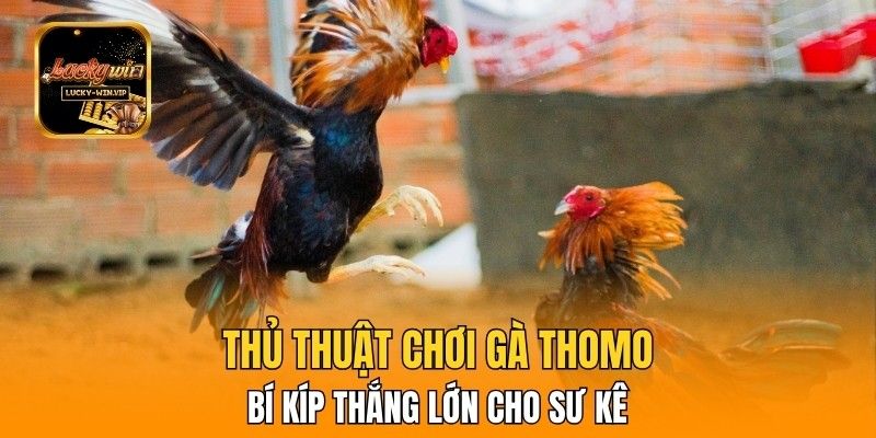 Thủ Thuật Chơi Gà Thomo – Bí Kíp Thắng Lớn Cho Sư Kê
