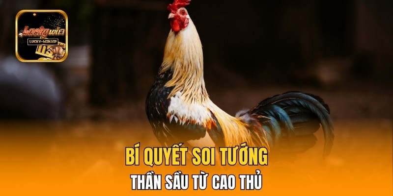 Bí quyết soi tướng kê thần sầu từ cao thủ